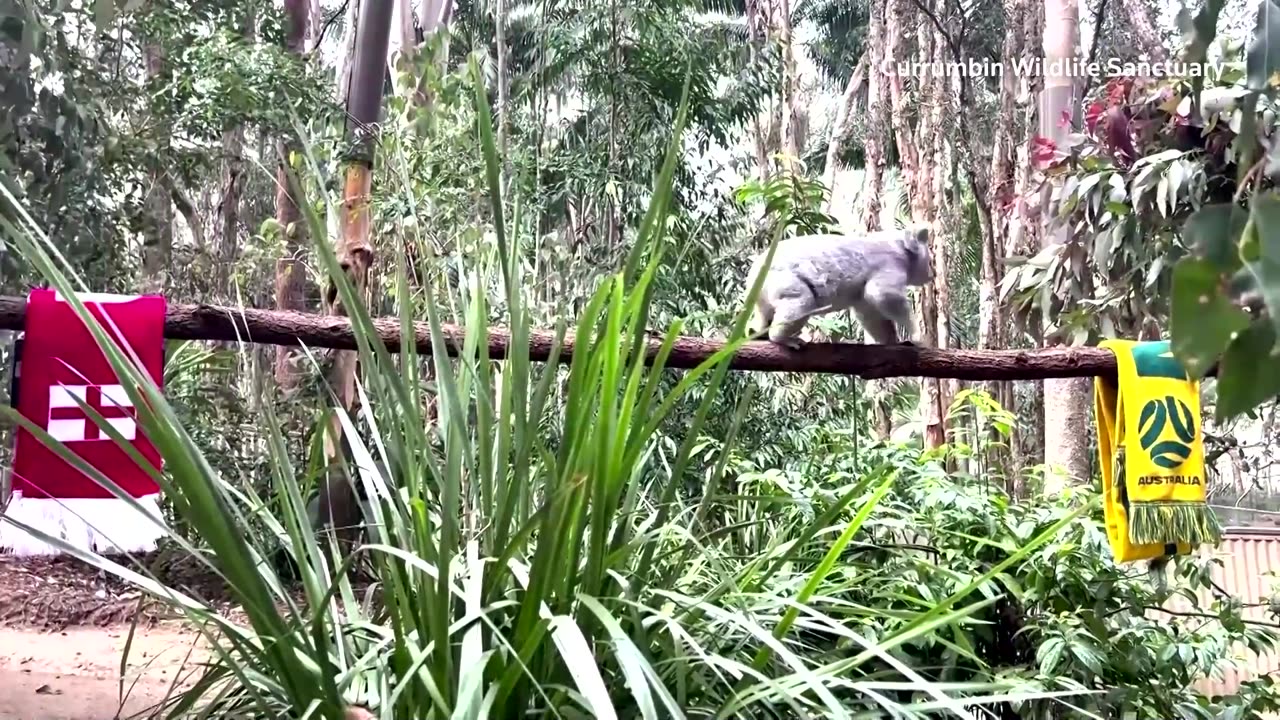 Koala predicts Australia to beat England in World Cup