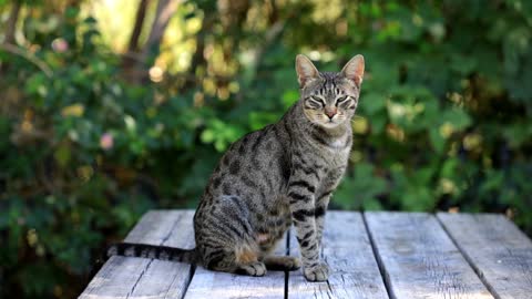 Cute cat