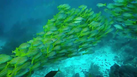 Beautiful fish 🐠😍