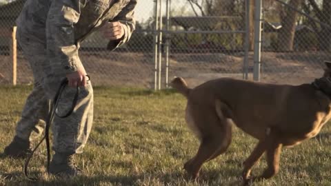 Dog traind with best training