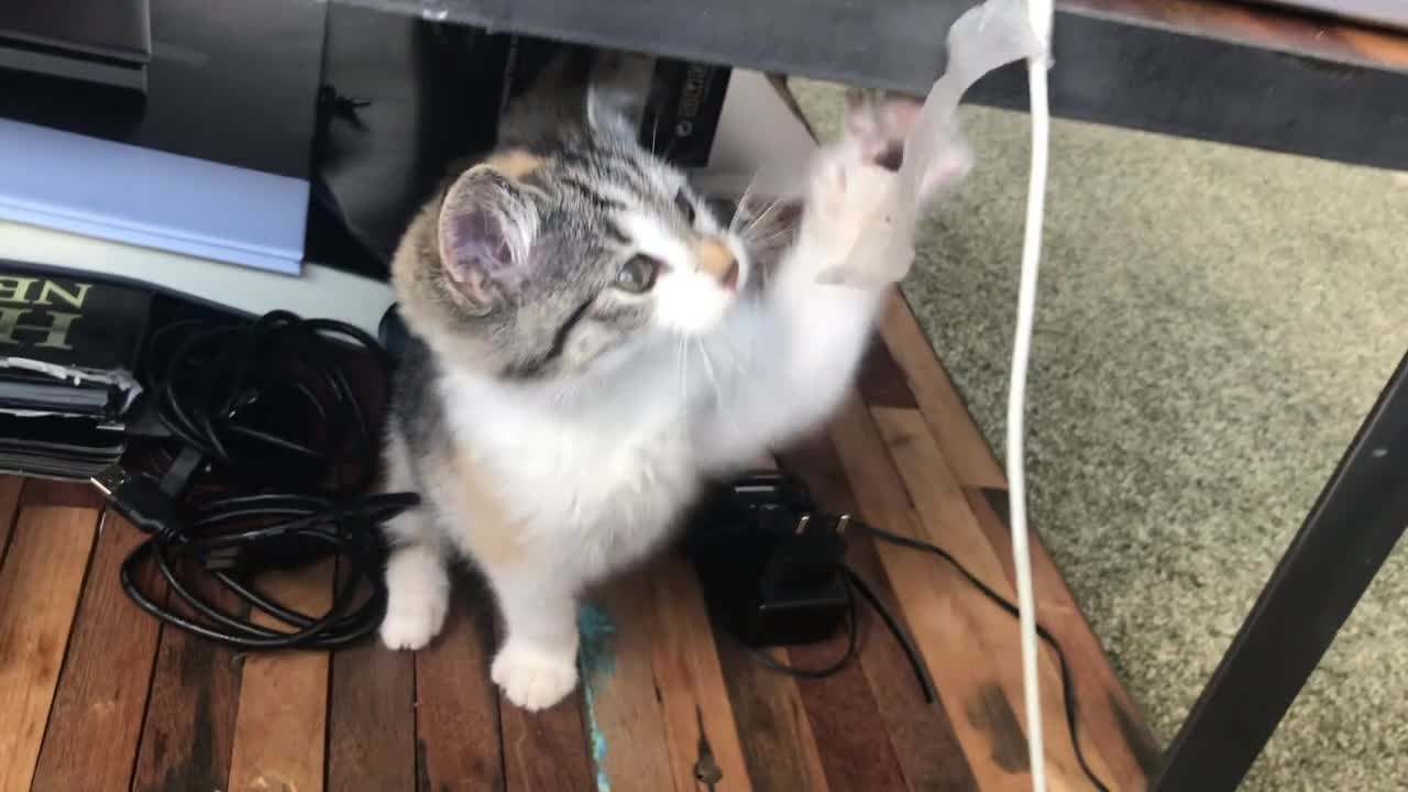 Playful cute kitten