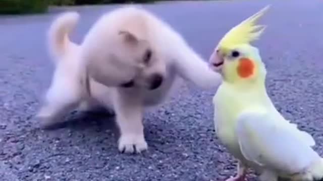 A baby dog with parrot 🦜