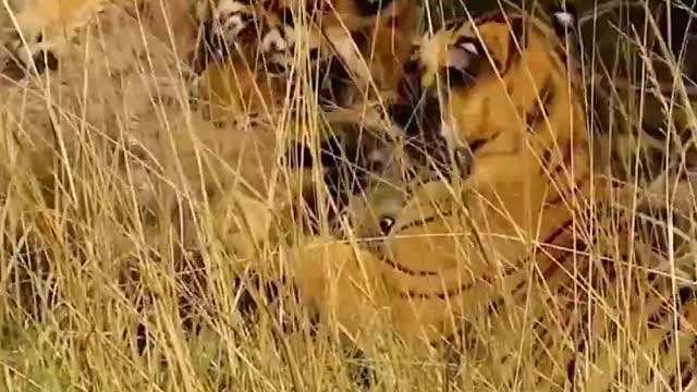 South africa forest tiger hunting