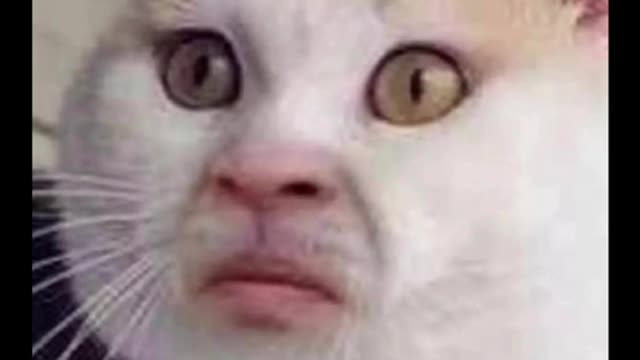 Cat memes