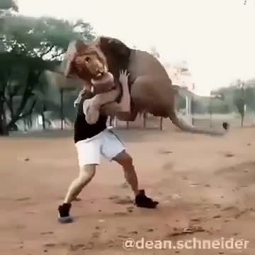 Today Samson Love Tiger