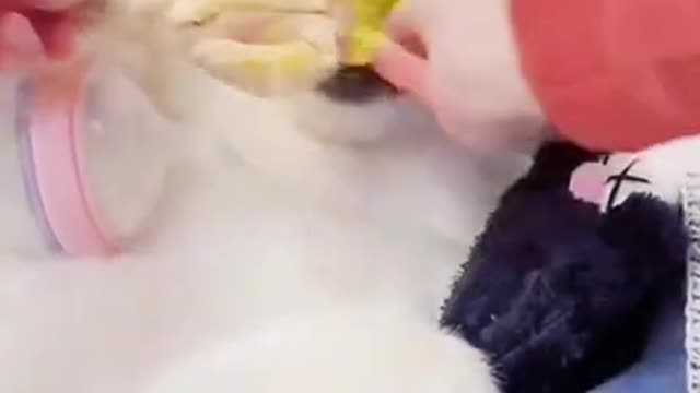 Lazy dog eating food full funny video