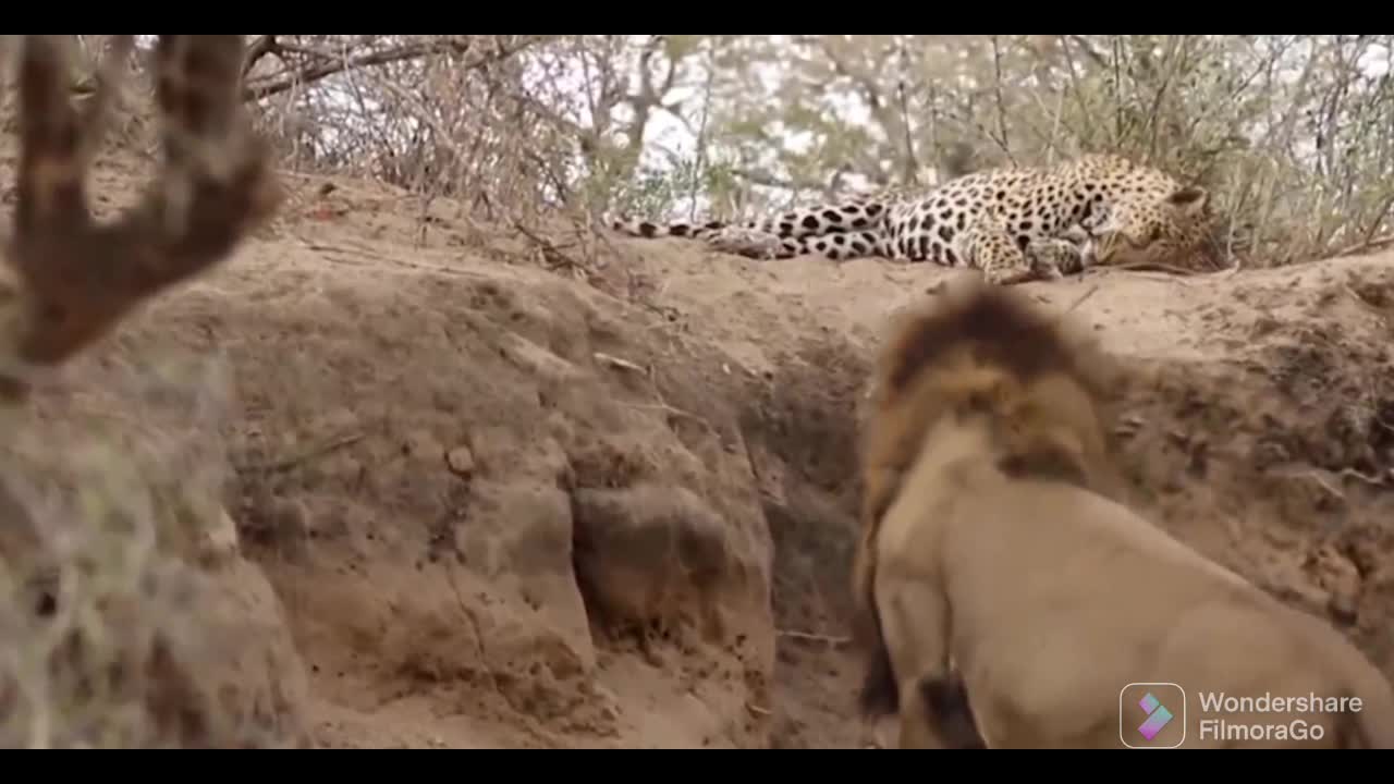 10 Times Leopards Messed With The Wrong Opponent - Survival Struggle