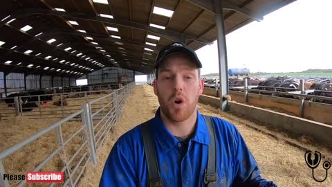 Treating SOLE ULCERS in Cattle | TheHoof