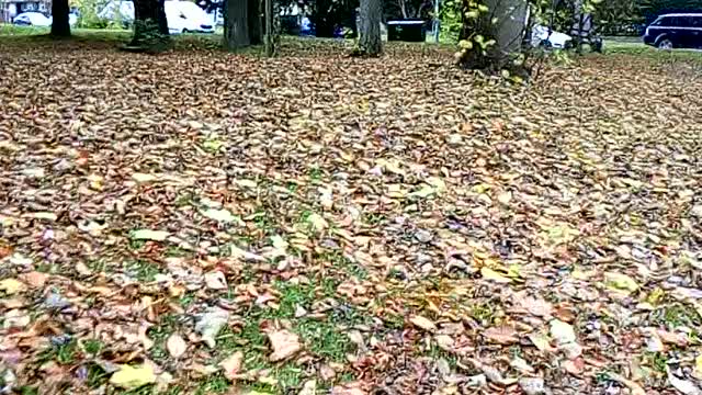 How beautiful view of Autumn leaves in UK