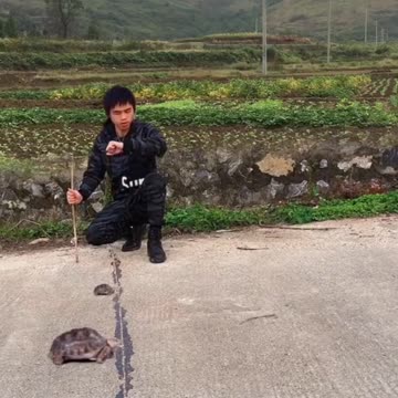 Super funny tortoise race. Haha!