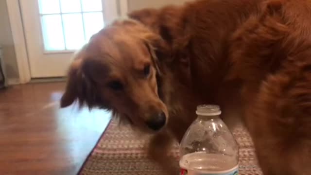 Dog attempts bottle cap challenge.