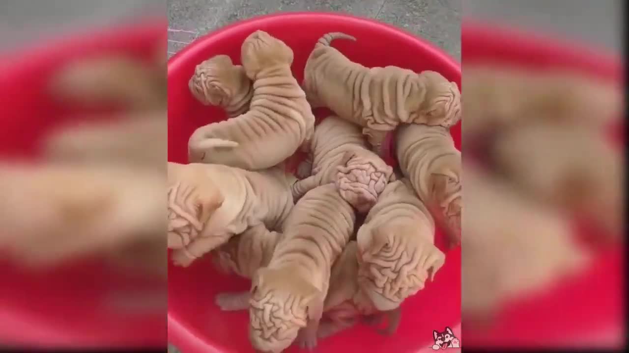 Best Videos of Funny and Cute Dogs 2020 - Video Compilation