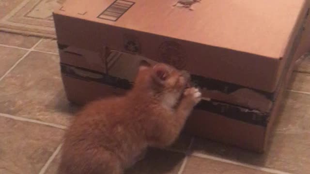 Kittens unnamed