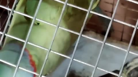 Beautiful parrot