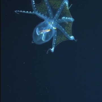 ANIMAIS EXÓTICOS DAS PROFUNDEZAS DO MAR - LULA E POLVO