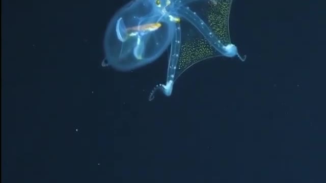 ANIMAIS EXÓTICOS DAS PROFUNDEZAS DO MAR - LULA E POLVO