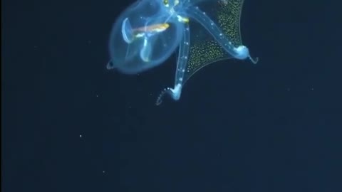 ANIMAIS EXÓTICOS DAS PROFUNDEZAS DO MAR - LULA E POLVO