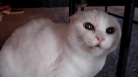 Very Funny and angry cat