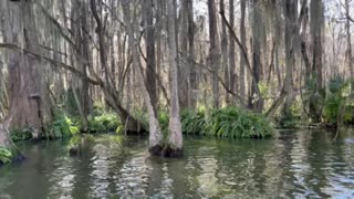 Florida Creek Life