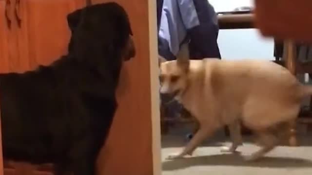 Dog Totally Excited