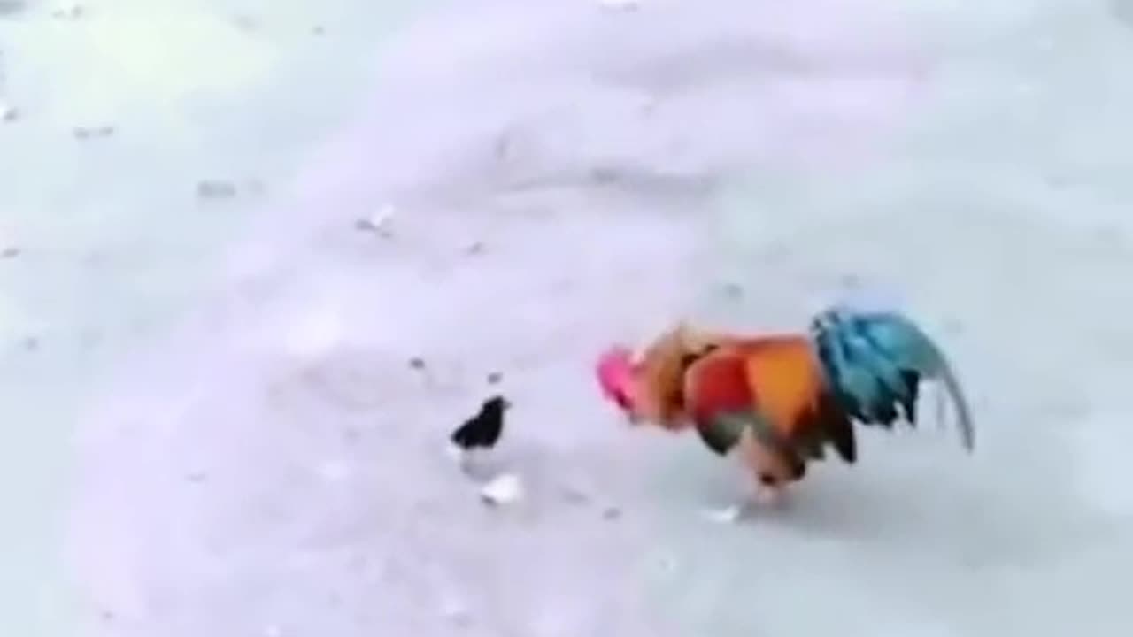 CHICKEN FUNNY VIDEO