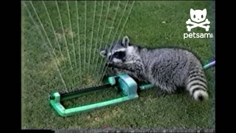 Raccoon plays sprinkler harp