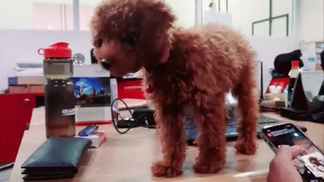 Mini Poodle go to Work