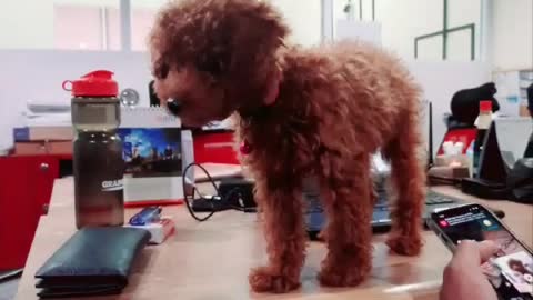 Mini Poodle go to Work