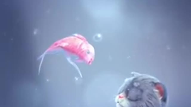 Biral gave his life for the fish