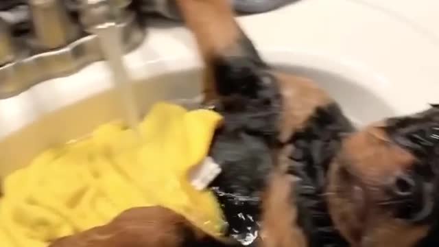 DOG BATHING IN SYNC | FUNNY DOG BATHING VIDEOS