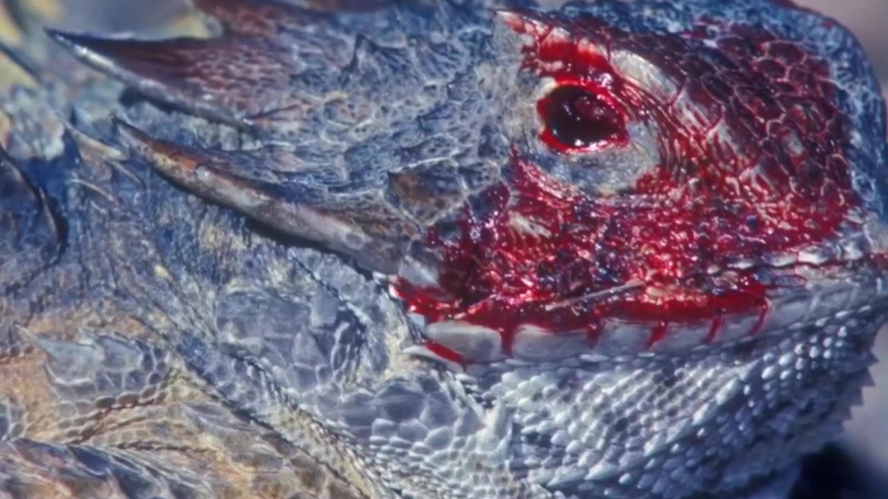 The blood spraying Ability of a Texas Horned Lizard