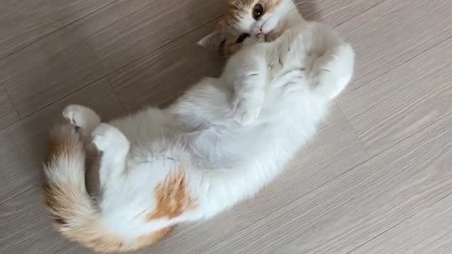 قطتي تستغل وقت الراحة لتلعب