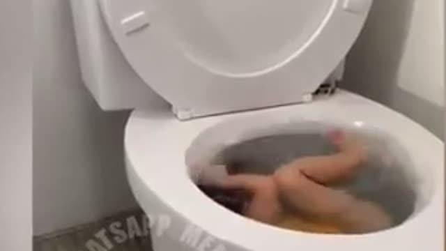 swimming in the toilet funny videos, to die laughing