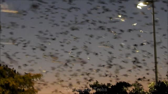 Purple Martins