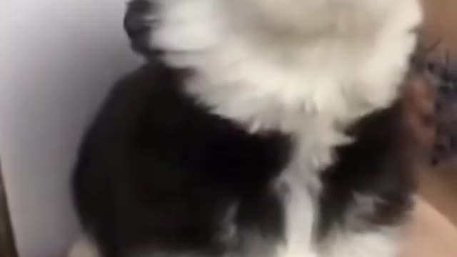 Baby husky howling cute