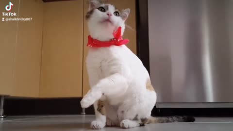 Cute funny cat