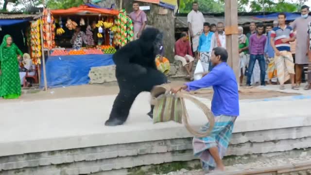 Funny gorilla prank