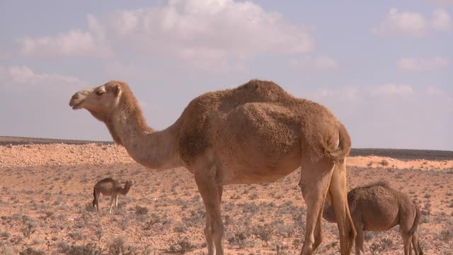 The camelis is so great