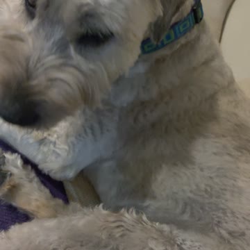 Doggos sleep disturbed