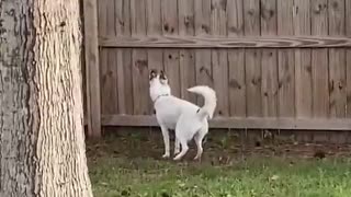 Husky Playfully Prances Like a Deer