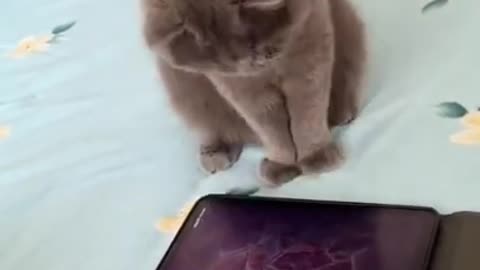 Baby Cats - Funny and Cute Baby Cat Videos Compilation