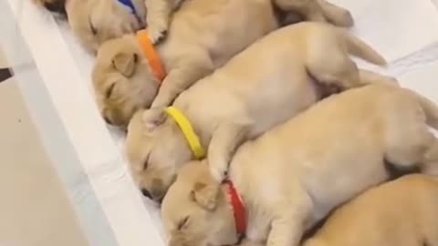 Best funny Cats and Dogs