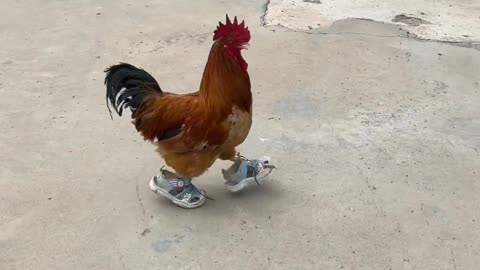 Modern Hen