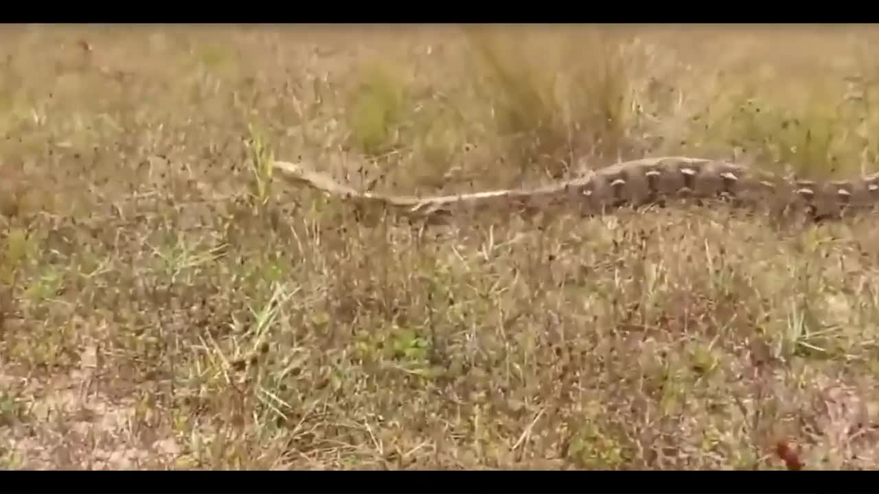 Dangerous Snake vs Mongoose Real Fight to Death