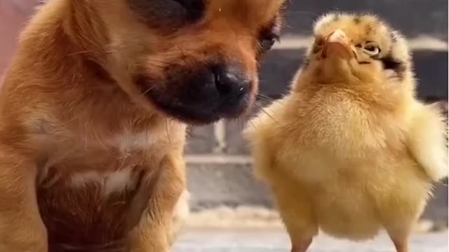 cute puppy and little duckyii