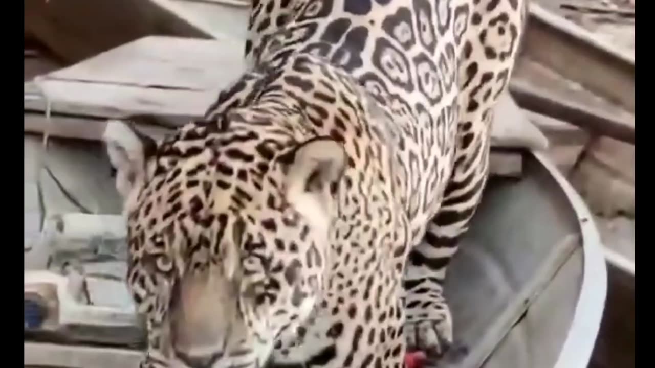 Look who came to steal a fish, Jaguar 😱😜