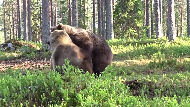 This Is The Best Bear Fight Ever!