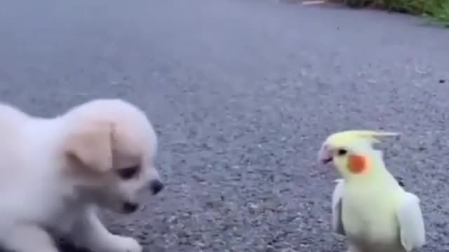😘 dog