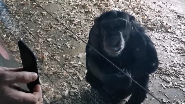 funny chimpanzee