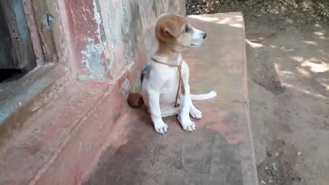 Cute dog in front of home locked by sutli. He was on depression